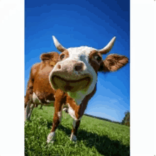 a brown and white cow with horns is smiling in a field .