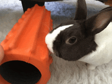 a black and white rabbit is looking at an orange foam roller