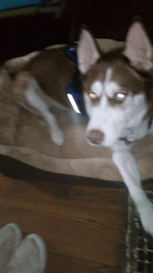 a husky dog laying on a dog bed with a blue harness