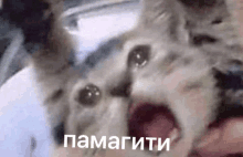 a close up of a cat with its mouth open and the words in russian .