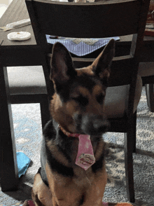 a german shepherd wearing a pink bow tie with a cupcake on it