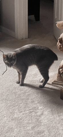 a gray cat is standing on its hind legs on a carpeted floor