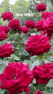 a bunch of red roses are growing in a garden with a good morning message in a foreign language