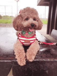 a small brown poodle wearing a striped shirt is sitting on a table