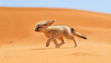 a small animal walking in the desert with its eyes closed