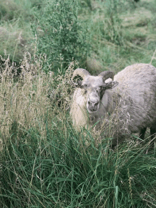 a ram with horns is standing in the tall grass