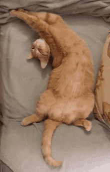 a cat is laying on its back on a bed