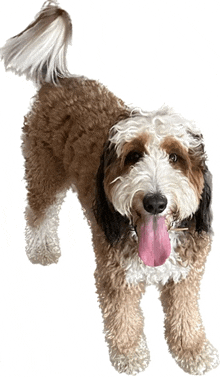 a brown and white dog with its pink tongue hanging out