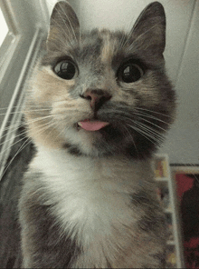 a calico cat sticking its tongue out looking at the camera