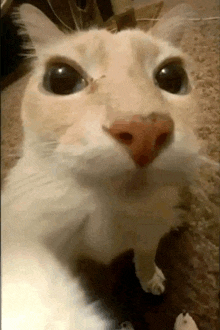 a close up of a cat with a red nose looking at the camera