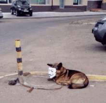 a dog wearing a mask laying on the ground