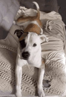 a brown and white dog laying on top of a white blanket