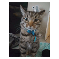 a cat wearing a blue collar is standing on its hind legs .