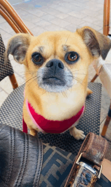 a small dog wearing a pink sweater sits on a chair next to a fendi purse