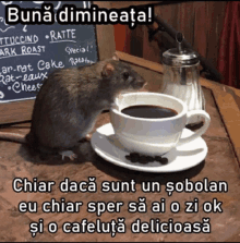 a rat is sitting next to a cup of coffee on a saucer