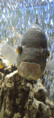 a fish with a very large nose is swimming in a tank