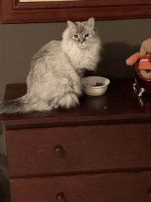 a cat sits on a wooden dresser next to a bowl of food