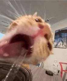 a close up of a cat drinking from a plastic cup .