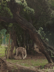 a white tiger walking under a tree with a green fence behind it