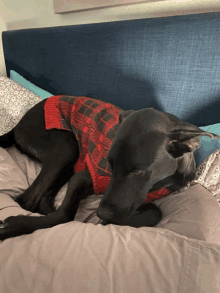 a black dog wearing a red and green plaid sweater laying on a bed