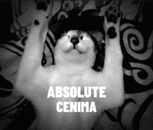 a black and white photo of a cat with the words absolute cenima on the bottom