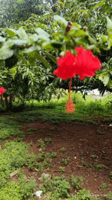 a red flower is hanging from a tree in the middle of a field