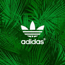 a white adidas logo on a green background with palm leaves .