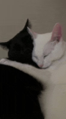 a black and white cat sleeping next to each other .