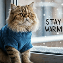 a cat wearing a blue sweater is looking out a window with the words stay warm written on the window