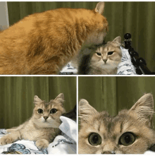 a cat laying on a bed with a butterfly blanket