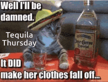 a cat wearing a sombrero is sitting next to a bottle of jose cuervo tequila