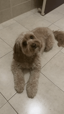 a small brown dog laying on a tiled floor looking at the camera