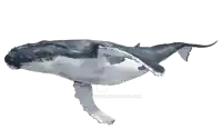 a humpback whale is shown on a white background with the website zootopia.deviantart.com visible