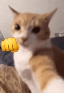 a close up of a cat taking a selfie with a yellow fist .