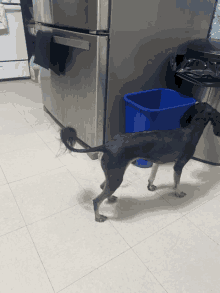 a dog is standing in front of a stainless steel refrigerator and a blue trash can