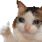 a brown and white cat is giving a middle finger .