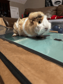 a brown and white guinea pig sitting on top of a book that says books