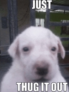 a white puppy says just thug it out in front of a window