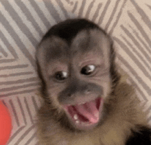 a close up of a baby monkey with its mouth open .