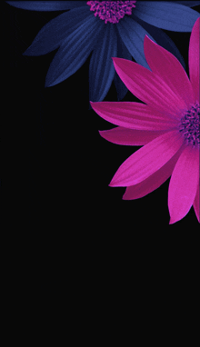 purple and blue flowers on a black background with a pink flower in the corner