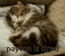 two kittens sleeping next to each other with the words payton is tired written below them