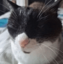 a close up of a black and white cat sleeping on a bed .