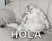 a fat cat laying on a couch with the word hola written on the bottom