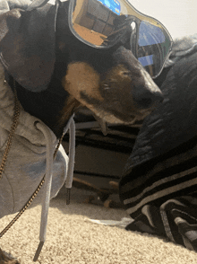 a dachshund wearing sunglasses and a hoodie laying on the floor