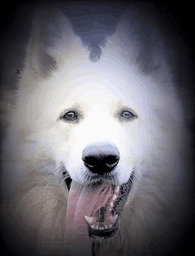 a white dog with its tongue hanging out