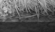 a black and white photo of a pile of grass with a blurred background .