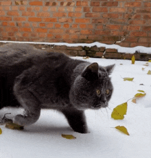 a gray cat walking in the snow with leaves on the ground