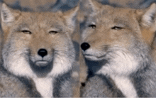 a close up of a fox with its eyes closed and another close up of a fox with its eyes closed