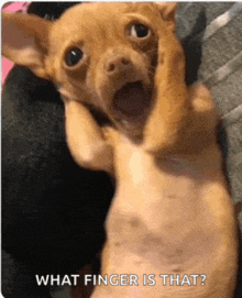 a picture of a chihuahua with its mouth open and the words what finger is that below it