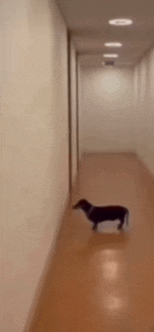 a dachshund is walking down a hallway alone